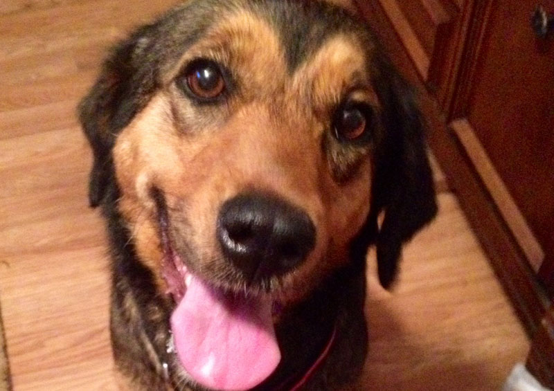 We love our rescued dogs!