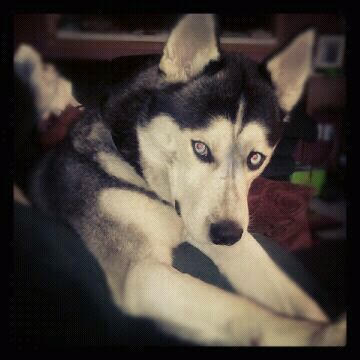 Maverick