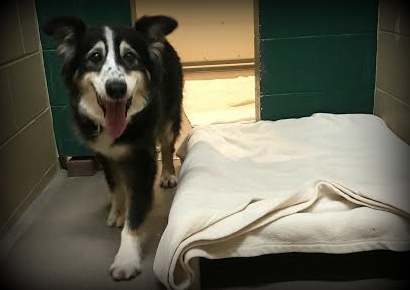 Dogs Needing Rescue!